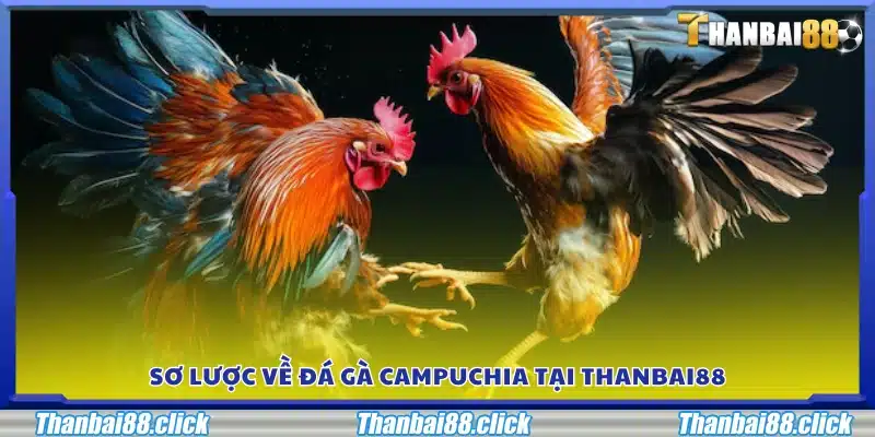 Giới thiệu tổng quan về các trận đá gà Campuchia tại Thanbai88