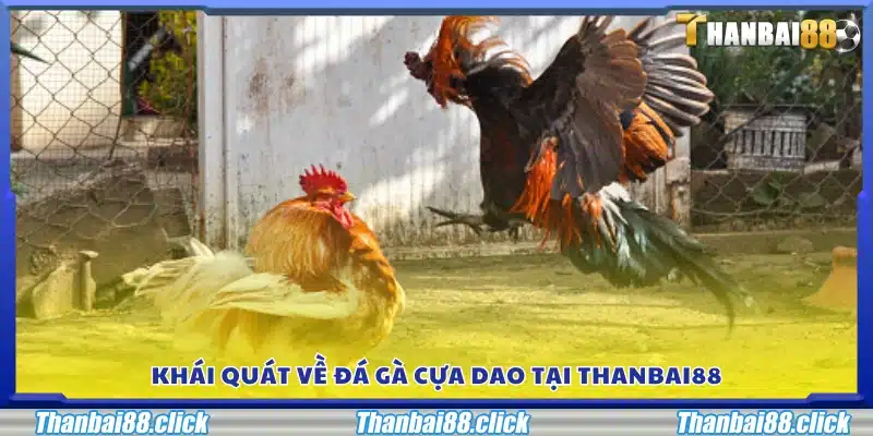 Tổng quan về các trận đá gà cựa dao tại Thanbai88