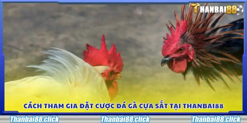 Hướng dẫn từng bước để đặt cược đá gà cựa sắt trên Thanbai88