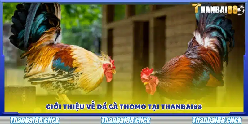 Khái quát về loại hình đá gà Thomo tại Thanbai88