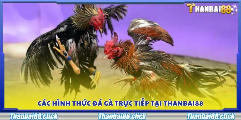 Những loại hình đá gà Thanbai 88 đang cung cấp