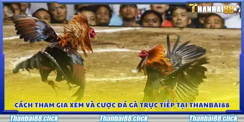 Hướng dẫn các bước xem và đặt cược đá gà trực tuyến tại Thanbai88